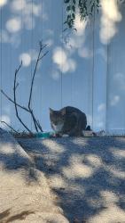 Found/Stray Unknown Cat last seen Tiffany Rd Salem NH, Across the st from McDonalds, Salem, NH 03079