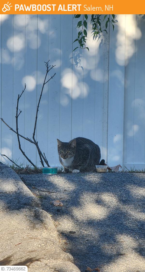 Found/Stray Unknown Cat last seen Tiffany Rd Salem NH, Across the st from McDonalds, Salem, NH 03079