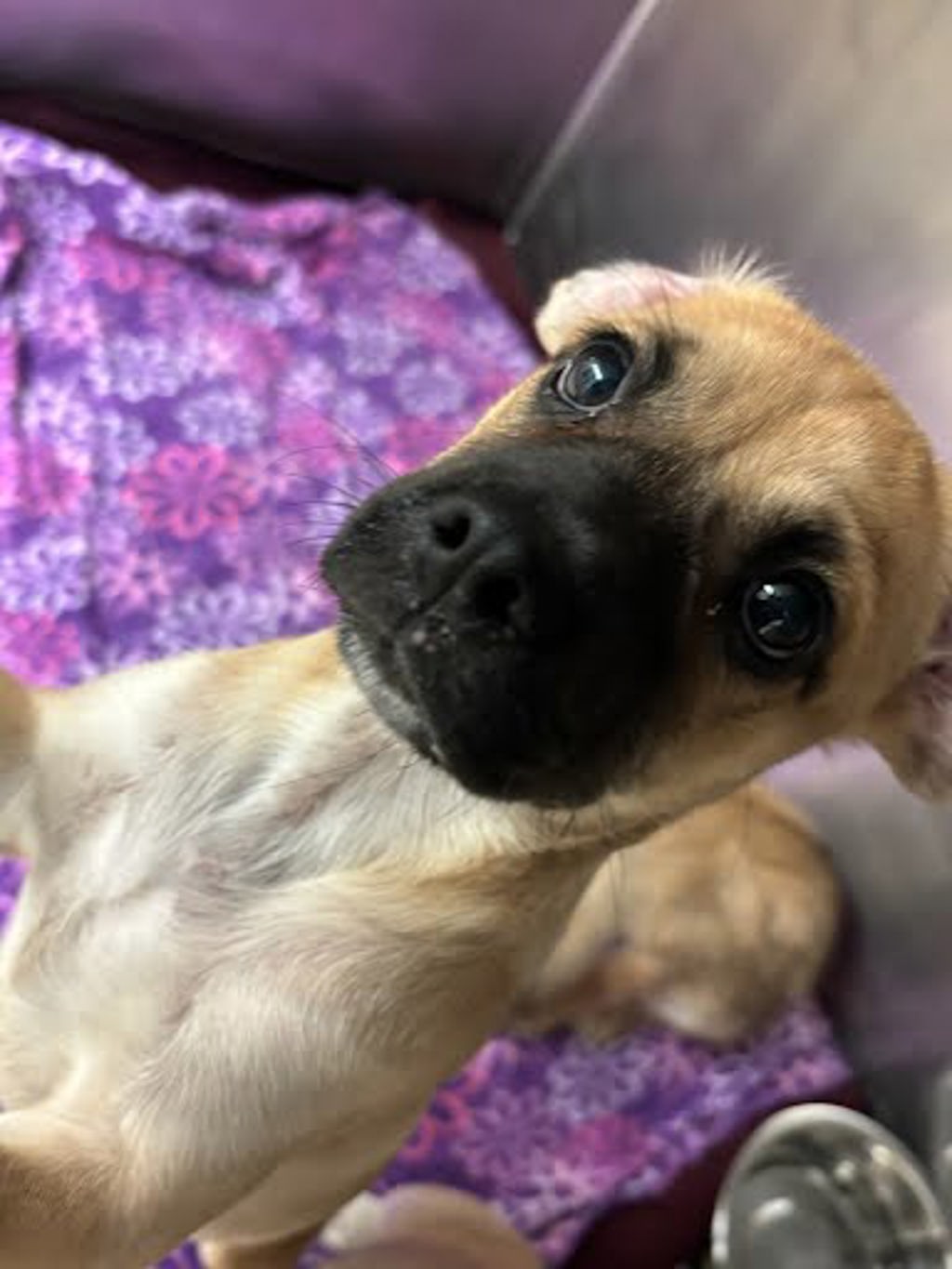 Shelter Stray Unknown Dog last seen Near Fagerquist Road, DEL VALLE, TX, 78617, 7201 Levander Loop bldg a, Austin, TX 78702, USA
