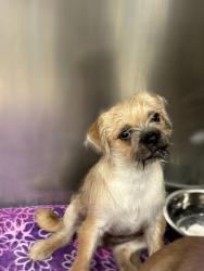 Shelter Stray Unknown Dog last seen Near Fagerquist Road, DEL VALLE, TX, 78617, 7201 Levander Loop bldg a, Austin, TX 78702, USA