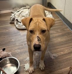 Shelter Stray Male Dog last seen Near E San Ysidro Boulevard, San Diego, CA, 92173, 5500 Gaines St, San Diego, CA 92110, USA