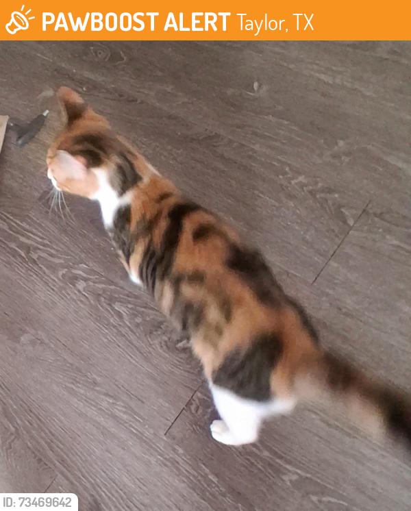 Found/Stray Unknown Cat last seen Near Bull Run apmts, Taylor, TX 76574