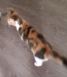 Found/Stray Unknown Cat last seen Near Bull Run apmts, Taylor, TX 76574