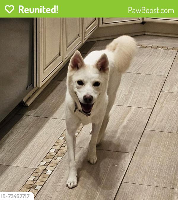 Reunited Female Dog last seen Burke station road and Main st, Fairfax, VA 22032
