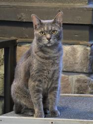 Lost Male Cat last seen Penn Waller Road, Savannah, GA 31410