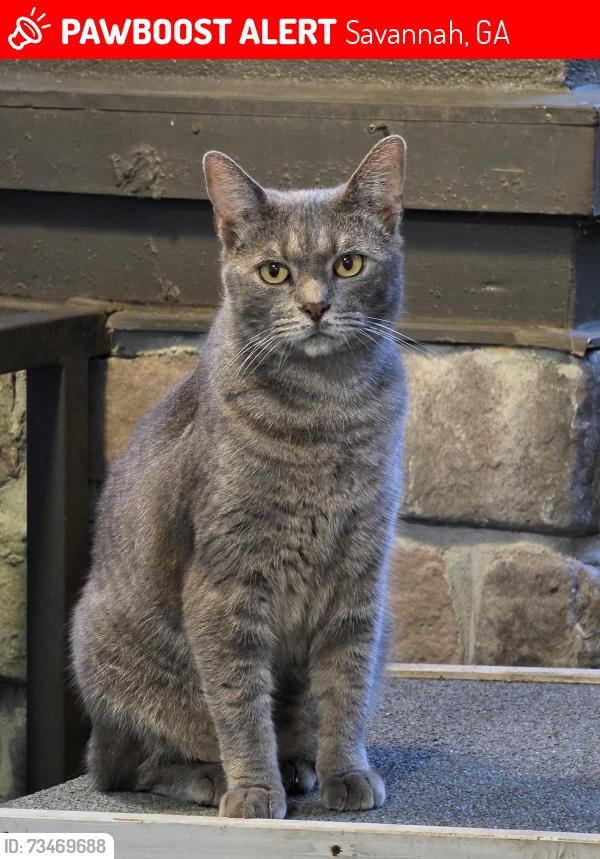 Lost Male Cat last seen Penn Waller Road, Savannah, GA 31410