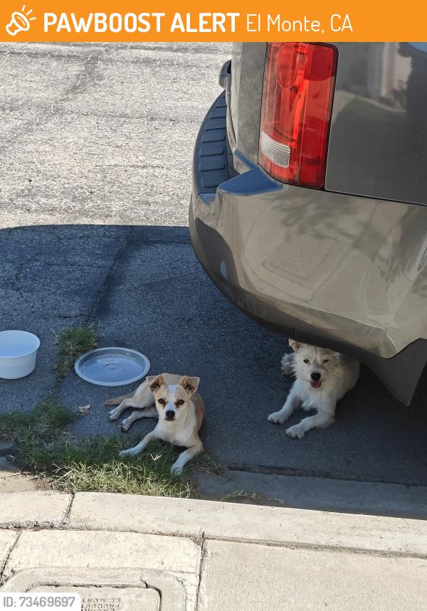 Found/Stray Male Dog last seen Arbor Oaks gated community, El Monte, CA 91732
