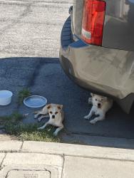 Found/Stray Male Dog last seen Arbor Oaks gated community, El Monte, CA 91732