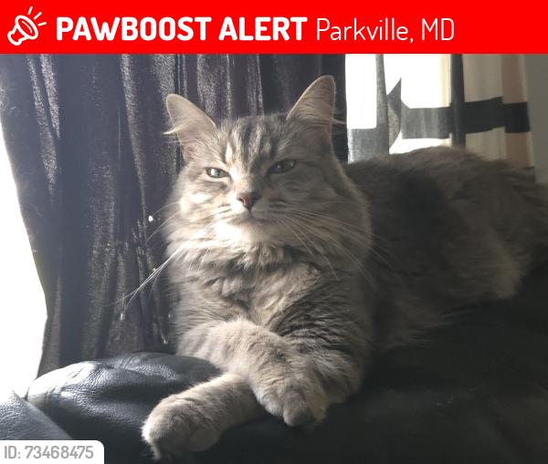 Lost Female Cat last seen Near - Hillsway, Wentworth, mantle street, Lyle court, northern parkway, McCleen blvd., Parkville, MD 21234
