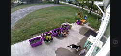 Found/Stray Unknown Cat last seen Lodi, MI, Kalkaska, MI 49646