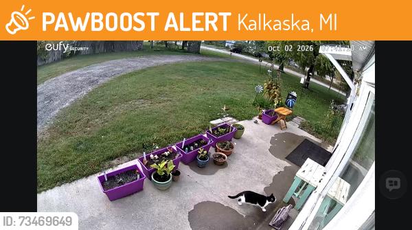 Found/Stray Unknown Cat last seen Lodi, MI, Kalkaska, MI 49646