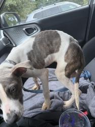 Found/Stray Unknown Dog last seen Ashton rd, Fayetteville, NC 28304