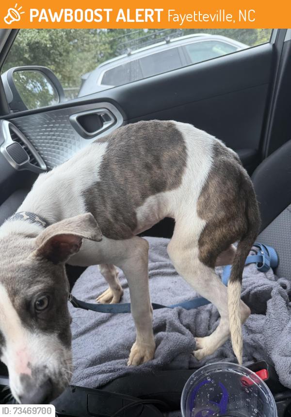 Found/Stray Unknown Dog last seen Ashton rd, Fayetteville, NC 28304