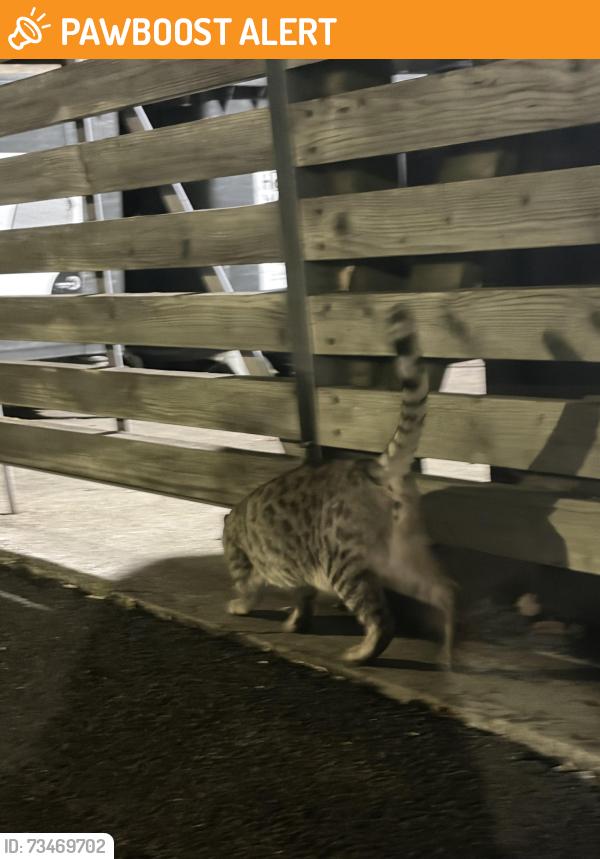 Found/Stray Unknown Cat last seen Haydons Road, Greater London, England SW19 8JL