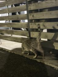 Found/Stray Unknown Cat last seen Haydons Road, Greater London, England SW19 8JL