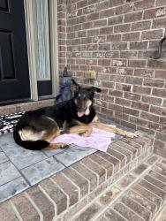 Found/Stray Unknown Dog last seen Food lion, Oak Ridge, NC 27310