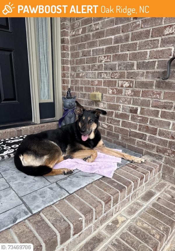 Found/Stray Unknown Dog last seen Food lion, Oak Ridge, NC 27310