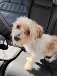 Found/Stray Male Dog last seen 74st & 51st dr, Queens, NY 11377