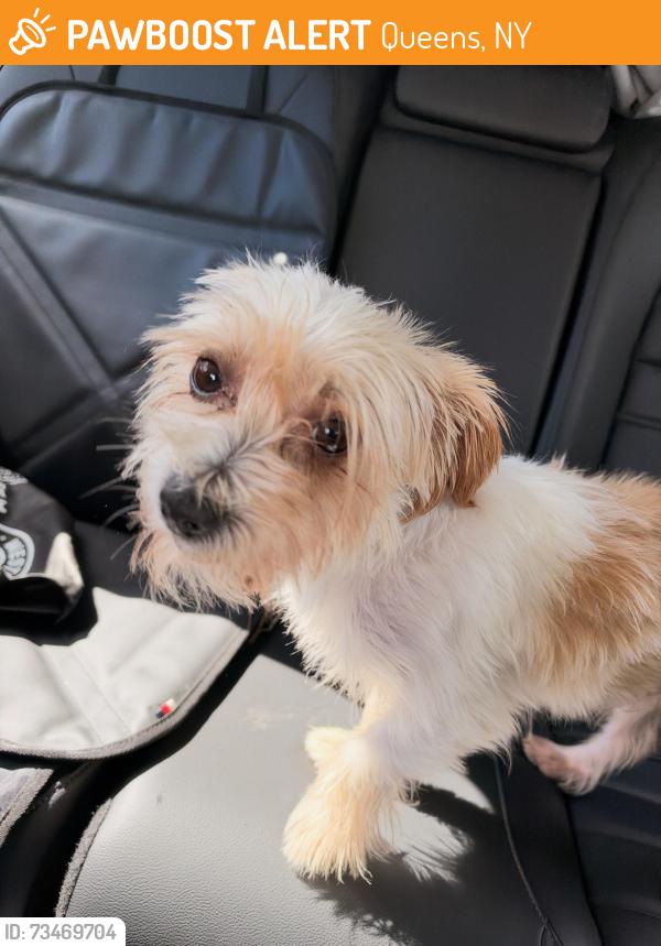 Found/Stray Male Dog last seen 74st & 51st dr, Queens, NY 11377