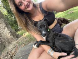 Found/Stray Female Dog last seen Brook Glenn elementary, Taylors, SC 29687