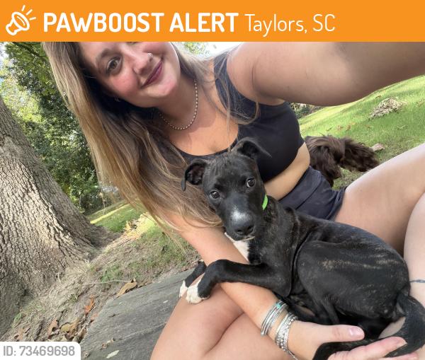 Found/Stray Female Dog last seen Brook Glenn elementary, Taylors, SC 29687