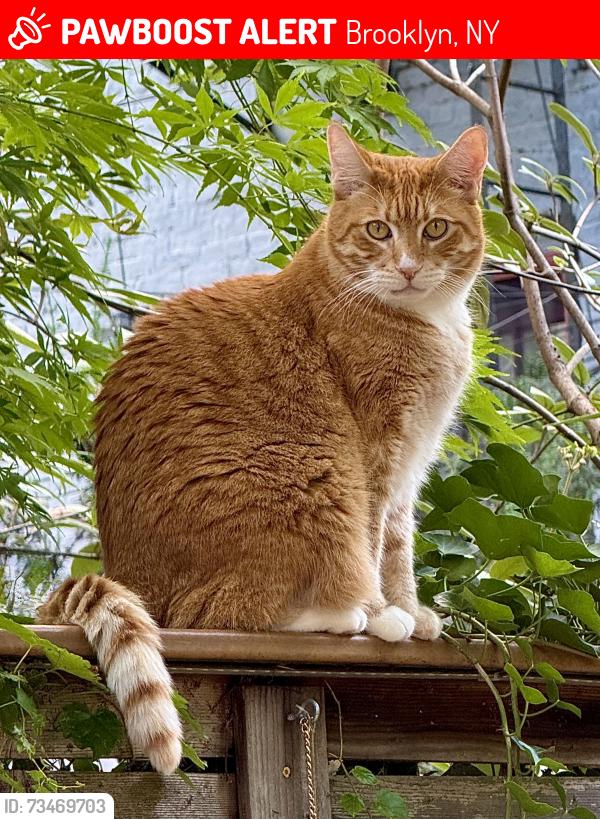 Lost Male Cat last seen Inside the city block bound by 7th & 8th Aves, and 10th & 11th Streets, Brooklyn, NY 11215