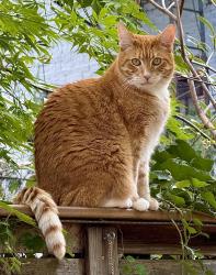 Lost Male Cat last seen Inside the city block bound by 7th & 8th Aves, and 10th & 11th Streets, Brooklyn, NY 11215