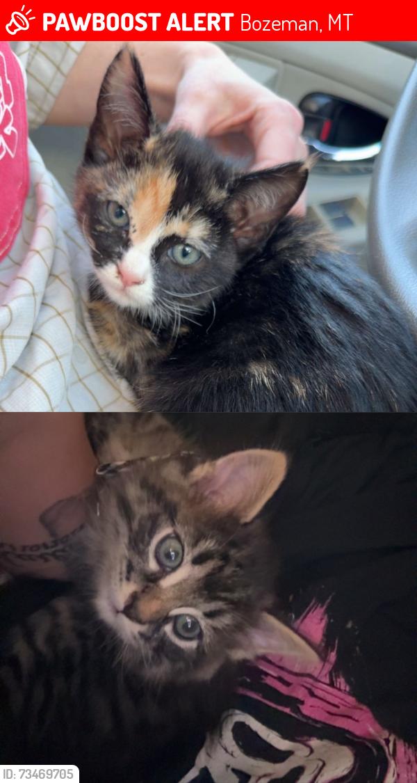 Lost Unknown Cat last seen Tschache ln behind home depot, Bozeman, MT 59718
