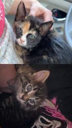 Lost Unknown Cat last seen Tschache ln behind home depot, Bozeman, MT 59718