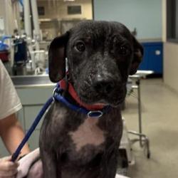 Shelter Stray Female Dog last seen , 8464 Beach Blvd, Jacksonville, FL 32216, USA