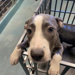 Shelter Stray Female Dog last seen , 2350 Appling City Cove, Memphis, TN 38133, USA