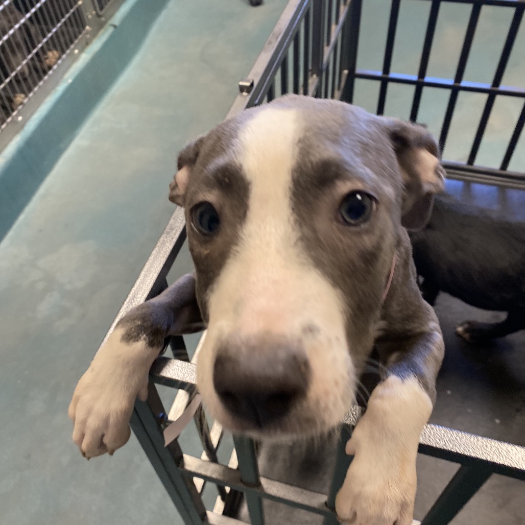 Shelter Stray Female Dog last seen , 2350 Appling City Cove, Memphis, TN 38133, USA