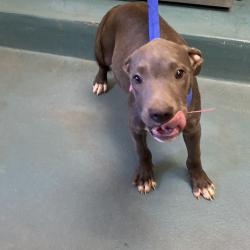 Shelter Stray Male Dog last seen , 2350 Appling City Cove, Memphis, TN 38133, USA