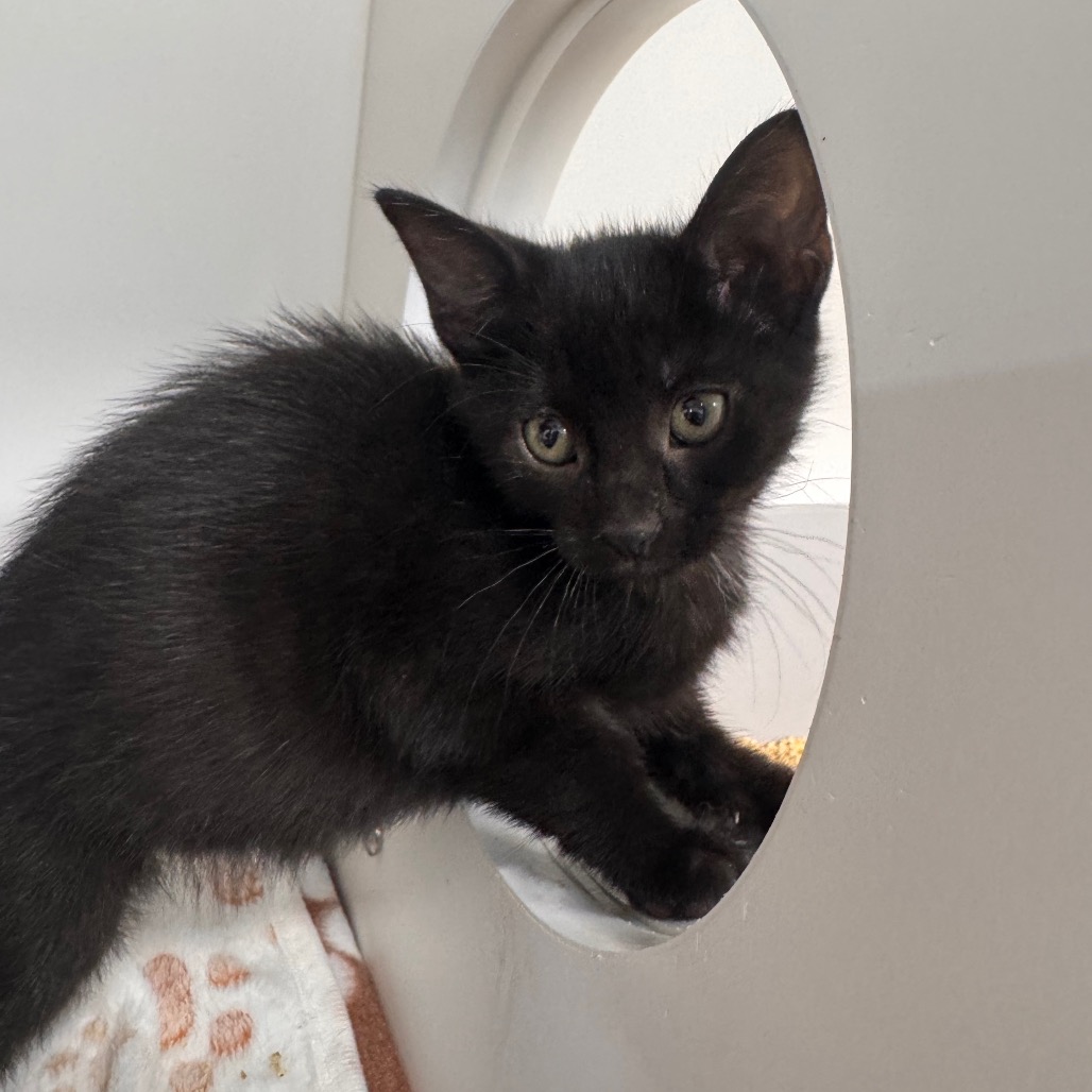Shelter Stray Female Cat last seen , 3607 N Armenia Ave, Tampa, FL 33607, USA