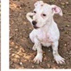 Shelter Stray Female Dog last seen , 3607 N Armenia Ave, Tampa, FL 33607, USA