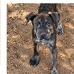 Shelter Stray Female Dog last seen , 3607 N Armenia Ave, Tampa, FL 33607, USA