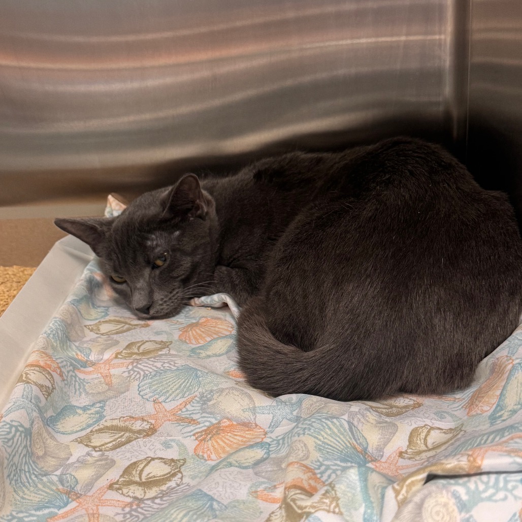 Shelter Stray Male Cat last seen , 3607 N Armenia Ave, Tampa, FL 33607, USA