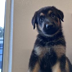 Shelter Stray Male Dog last seen , 3607 N Armenia Ave, Tampa, FL 33607, USA