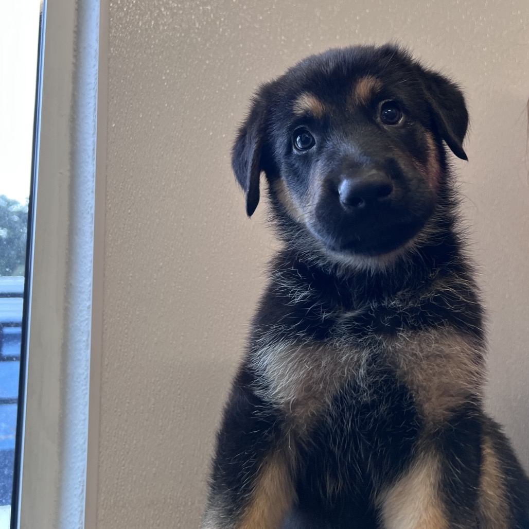 Shelter Stray Male Dog last seen , 3607 N Armenia Ave, Tampa, FL 33607, USA