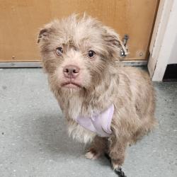 Shelter Stray Female Dog last seen , 3607 N Armenia Ave, Tampa, FL 33607, USA