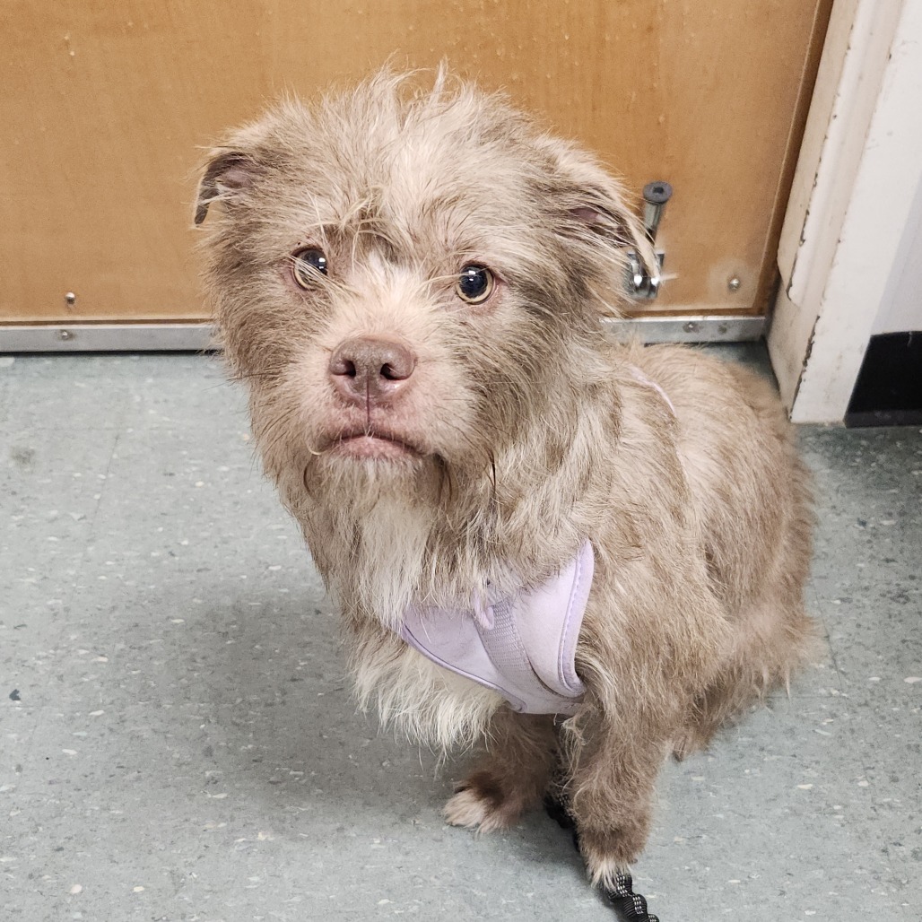 Shelter Stray Female Dog last seen , 3607 N Armenia Ave, Tampa, FL 33607, USA