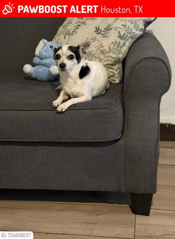 Lost Female Dog last seen Brenford Rd @ Chiswick Rd., Houston, TX 77047