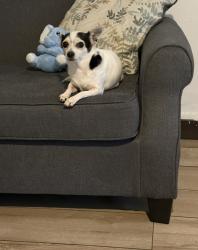 Lost Female Dog last seen Brenford Rd @ Chiswick Rd., Houston, TX 77047