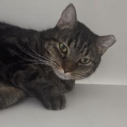 Shelter Stray Male Cat last seen , Animal Care & Control Team of Philly, 111 W Hunting Park Ave, Philadelphia, PA 19140, USA