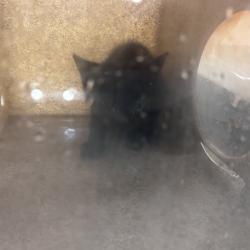 Shelter Stray Female Cat last seen , Animal Care & Control Team of Philly, 111 W Hunting Park Ave, Philadelphia, PA 19140, USA