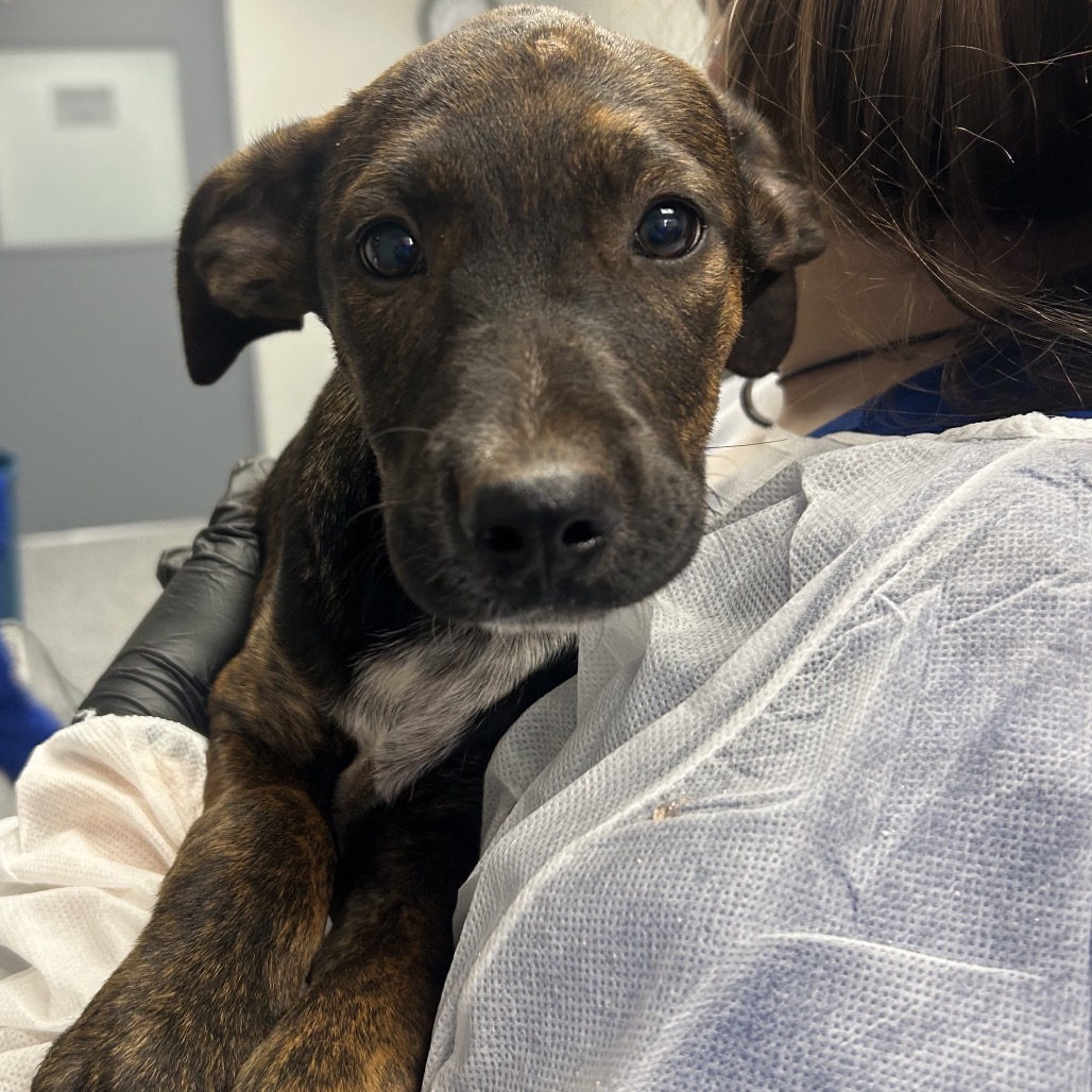 Shelter Stray Male Dog last seen , 328 Furman Hall Rd, Greenville, SC 29609, USA