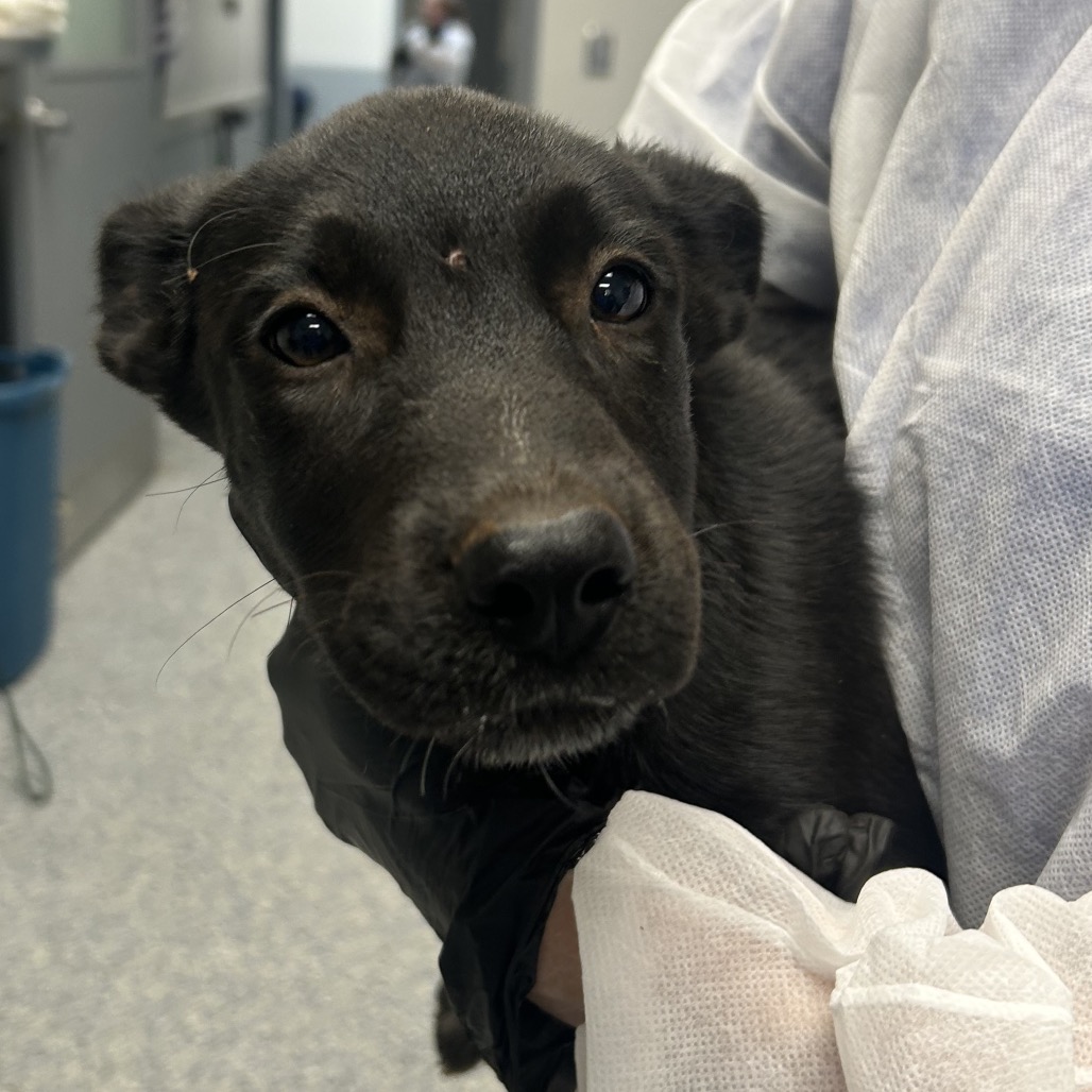 Shelter Stray Female Dog last seen , 328 Furman Hall Rd, Greenville, SC 29609, USA