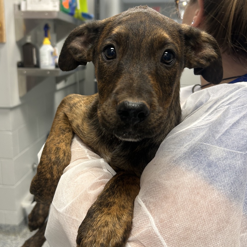 Shelter Stray Male Dog last seen , 328 Furman Hall Rd, Greenville, SC 29609, USA
