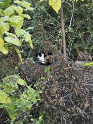 Found/Stray Unknown Cat last seen Neighborhood near Possum Run, Bellbrook, OH 45305
