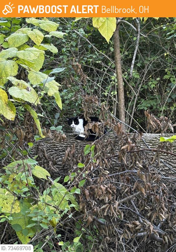 Found/Stray Unknown Cat last seen Neighborhood near Possum Run, Bellbrook, OH 45305